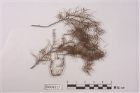 藏品(硬鬚蘚)的圖片